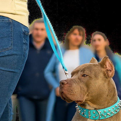 Collier chien : Coloré clouté, robuste, chic