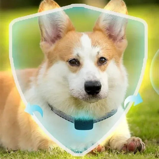 Collier anti-aboiement petit chien en douceur
Un apprentissage respectueux pour votre compagnon