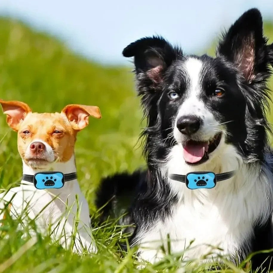 collier anti aboiement chien, sociabilité