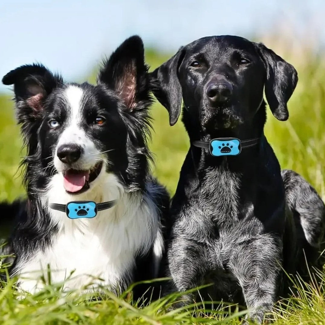 collier anti aboiement chien