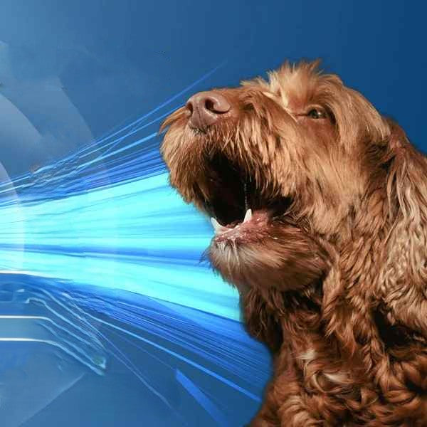 Collier anti aboiement petit chien | AntiBark™ anti-interférence