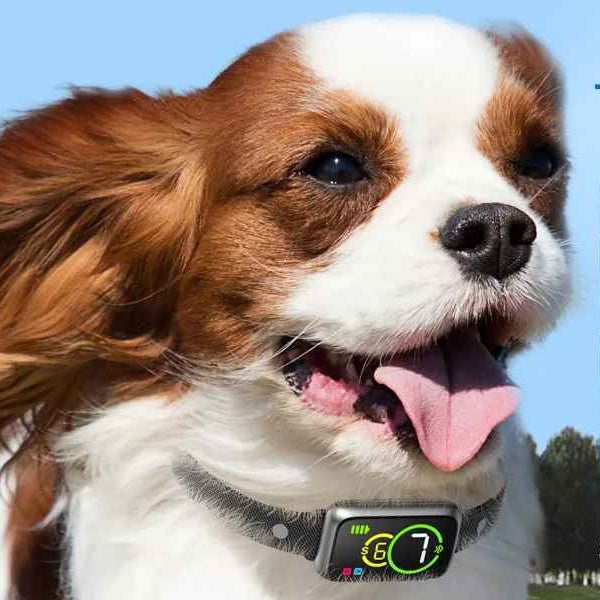 Confort et design du Collier anti aboiement petit chien | AntiBark™