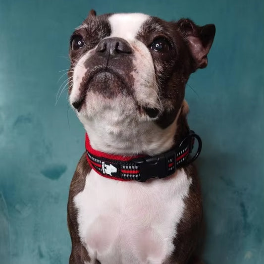 Choisir ce collier chien, classique, une douceur incomparable