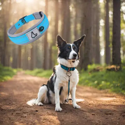 Collier chien BeauCol™ robustesse, confort et visibilité, besoins essentiels