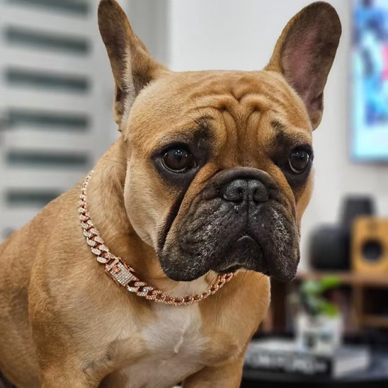 Collier chien ColD'OR mode dore pour tout chien vedette