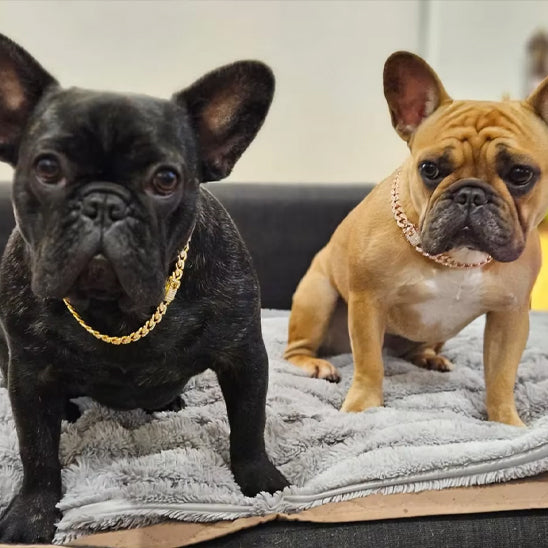 Collier chien ColD'OR mode dore pour tout chien vedette et ses amis
