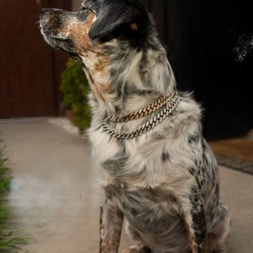 Collier chien ColD'OR mode dore pour tout chien vedette