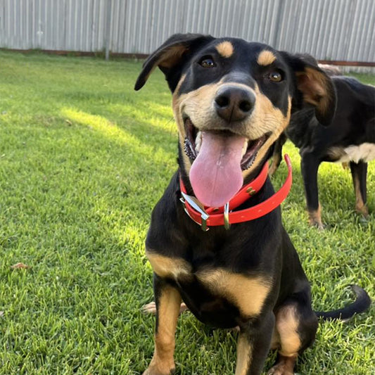 Collier chien Le Fidèle™ pour toute grandeur et race