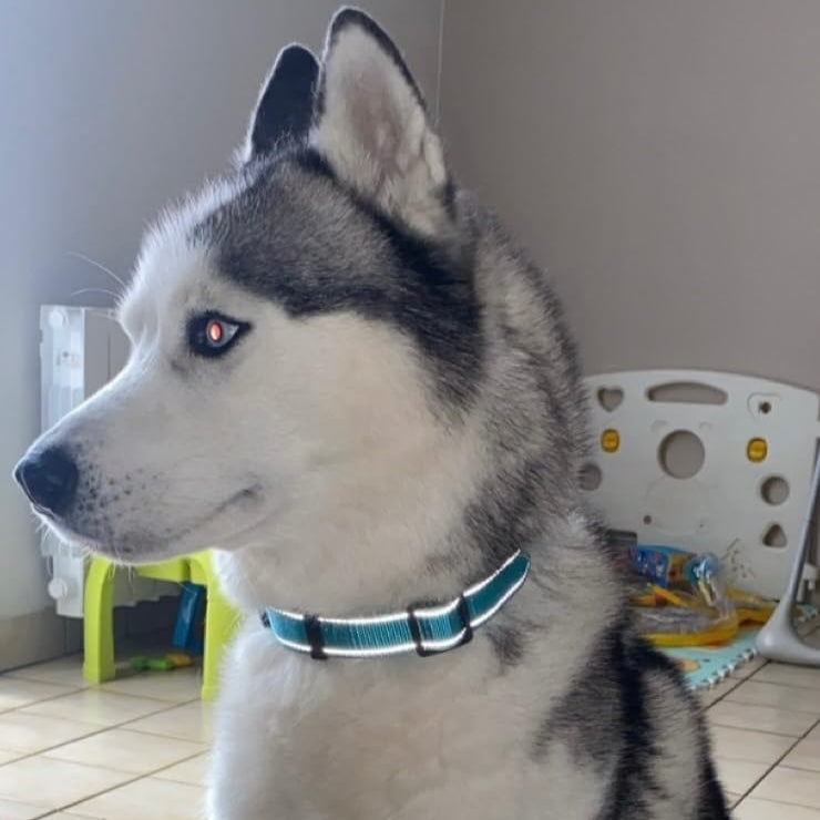 Collier_chien_bleu_pale_Bleu
personnalité unique, couleur unique