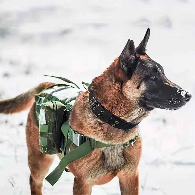 Collier chien : Pour un Confort ultime, Sécurité, solidité, Maximale