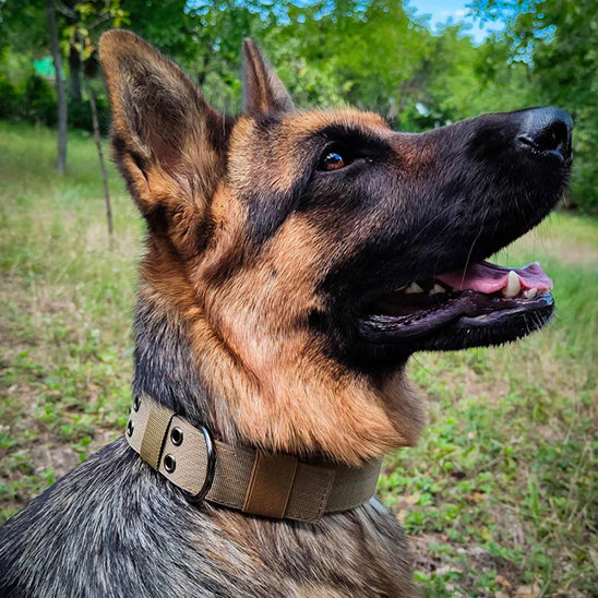 Collier chien, tout usage en tout temps pour toutou