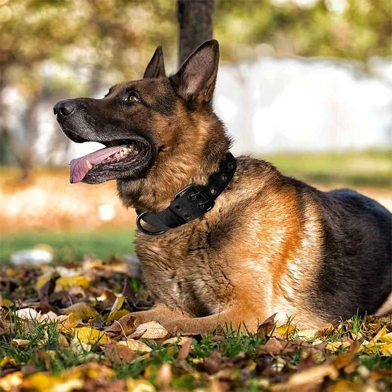 Collier chien, tout usage en tout temps pour toutou