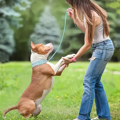 Collier chien : Coloré clouté, robuste, chic