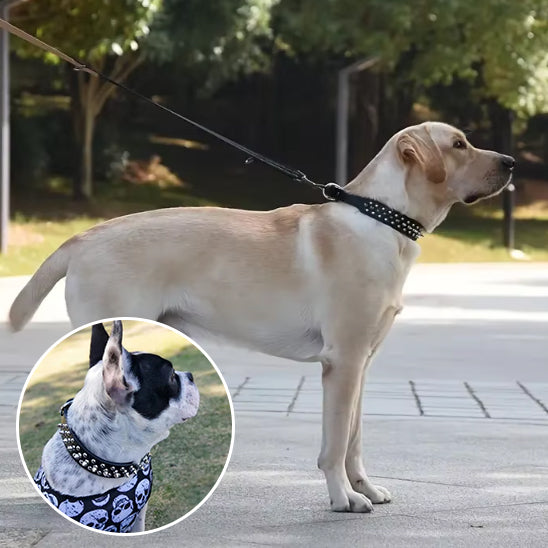 COLLIER_CHIEN_AVEC_PIQUE_NOIR-_PETIT_www.jappytoutou.com