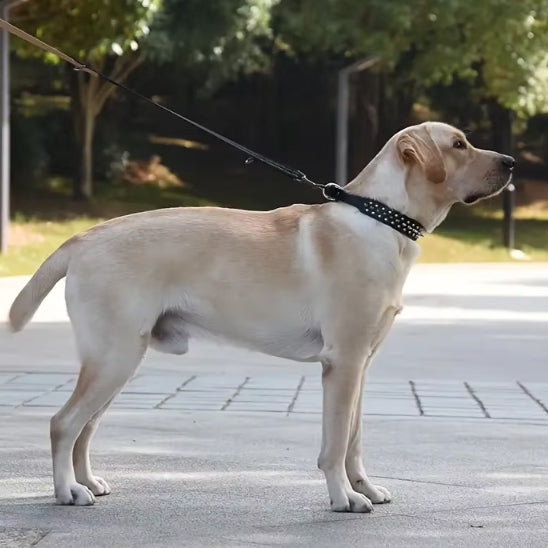 Que ce soit pour une balade ou un entraînement, le collier chien s’adapte à toutes les situations.