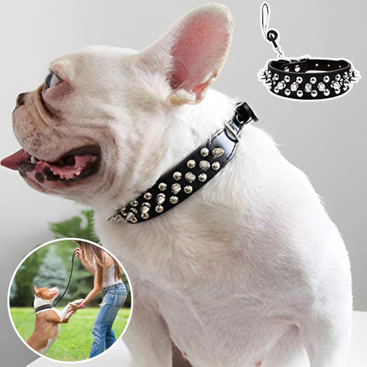 Collier chien : Alliez style, robustesse, confort