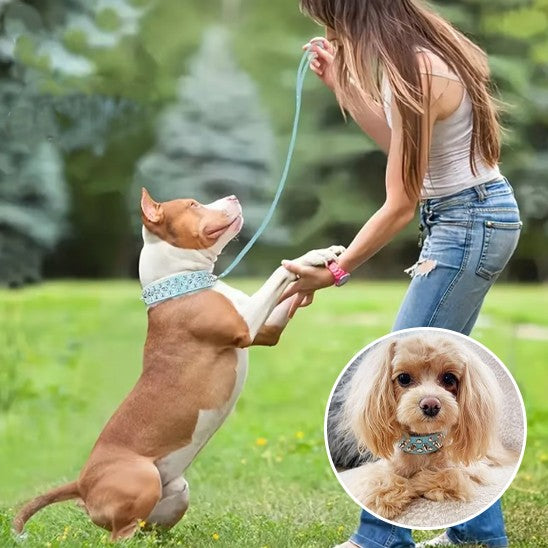 COLLIER_CHIEN_AVEC_PIQUE_NOIR-_PETIT_www.jappytoutou.com