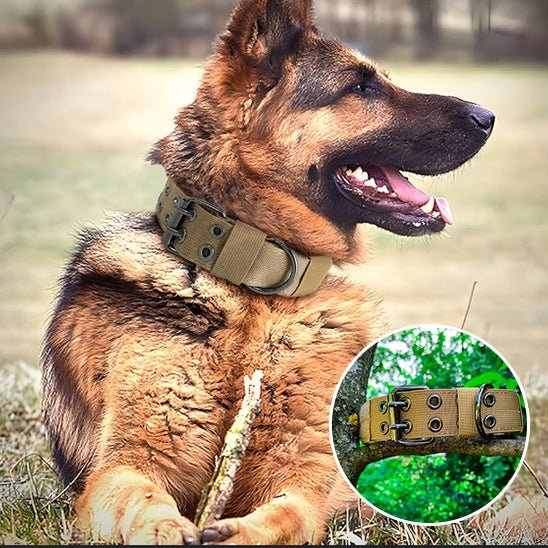 Collier_chien_multicouleur_Nylon__beige_www.jappytoutou.com