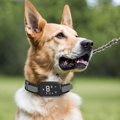 collier_chien_toute_grandeur_toute-elegance_www.jappytoutou.com
