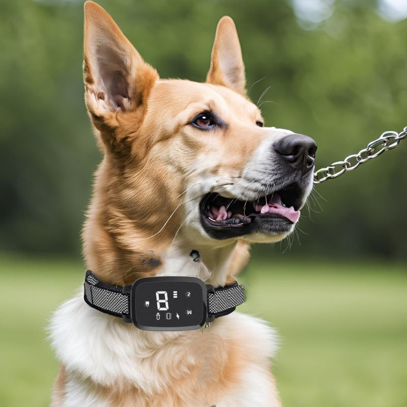 Collier de dressage pour chien : Éducation Efficace, Sécuritaire.