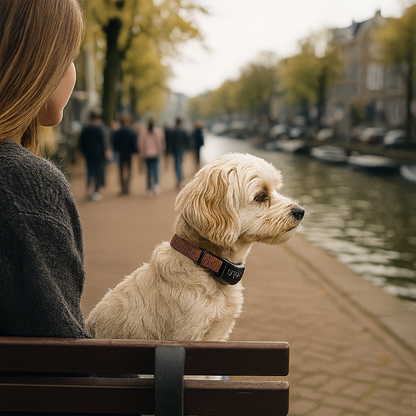 Un collier anti aboiement petit chien - Apprentissage en douceur