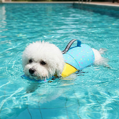 Gilet de sauvetage Chien • NageToutou™ : Bleu dans piscine