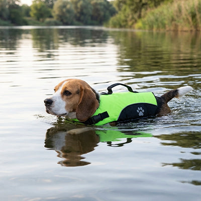 Gilet de sauvetage Chien • NageToutou™ : Vert, dans un lac