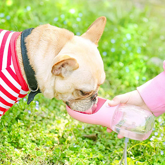 Gourde pour chien • JappySource™:  Partout pour toutou