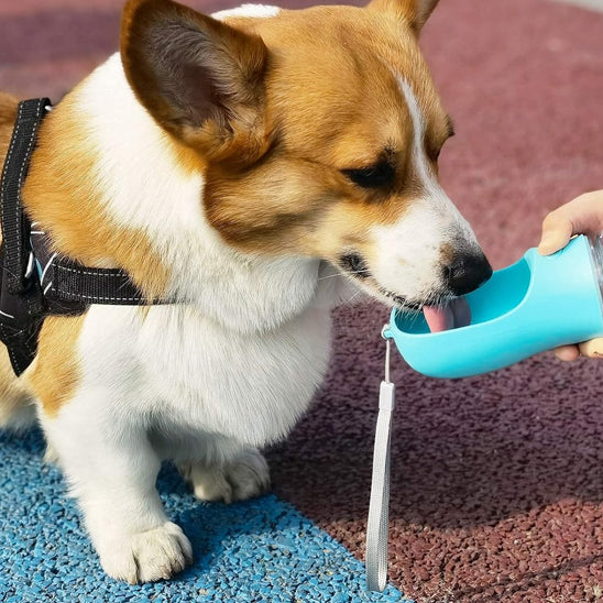 Gourde pour chien • JappySource™: Toute race, toute grandeur