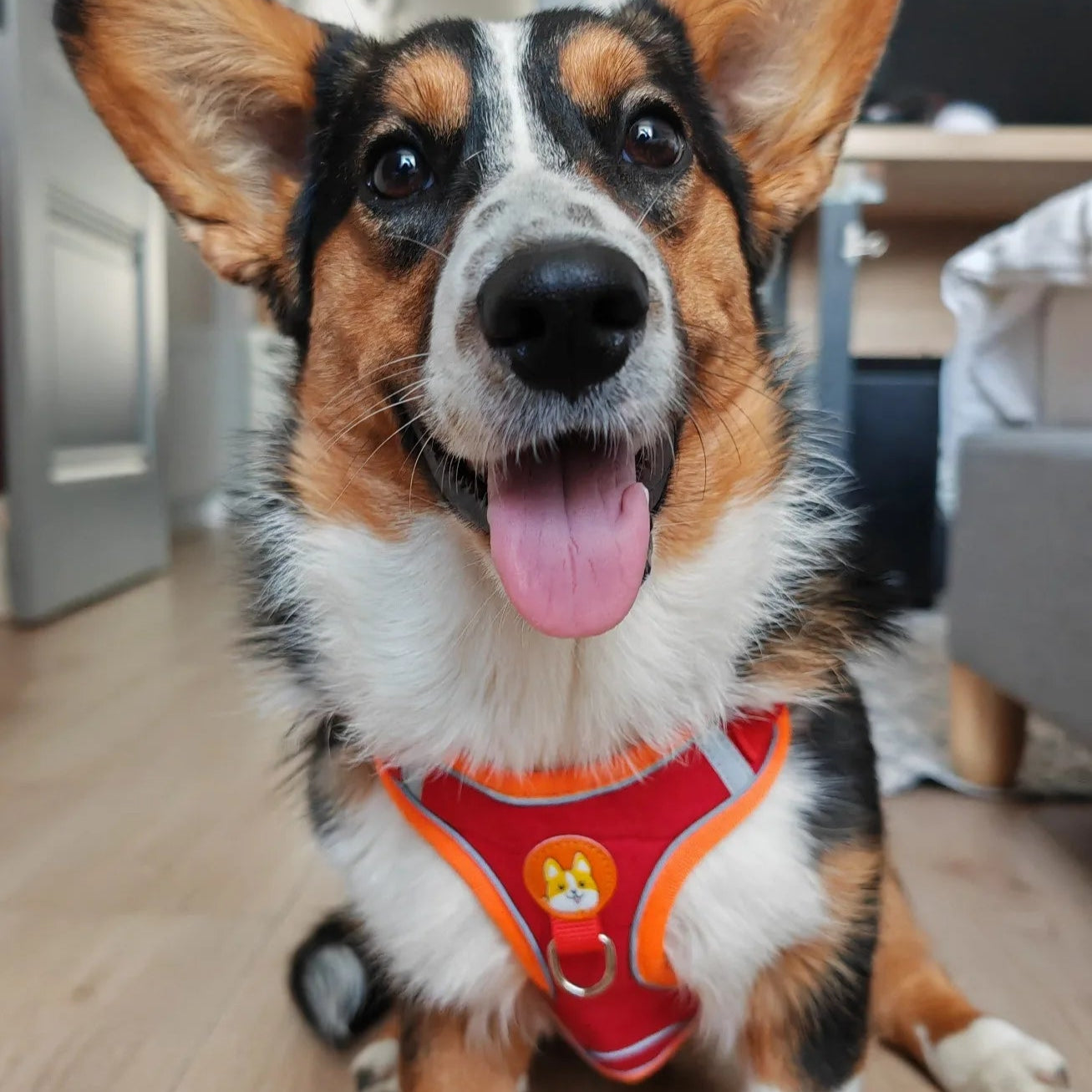 Harnais pour chien anti traction, Promenades Sereines, Solution Idéale 