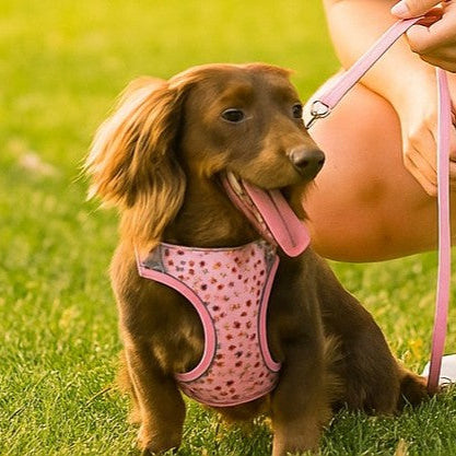 Harnais Petit Chien | Éclat Floral™ ; Des moments de complicité