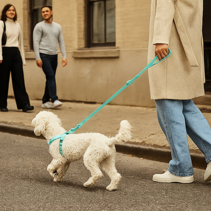 Harnais Y : La Solution Parfaite pour Votre Petit Chien 
