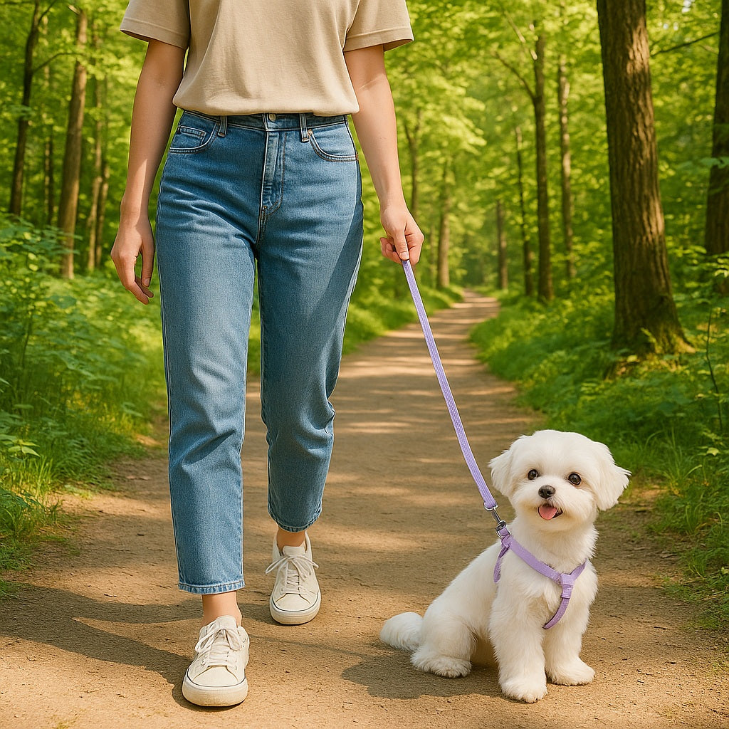 Harnais Y : La Solution Parfaite pour petit chien