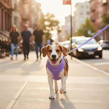 Harnais chien • JappyRythmi™ :  marche dans la rue