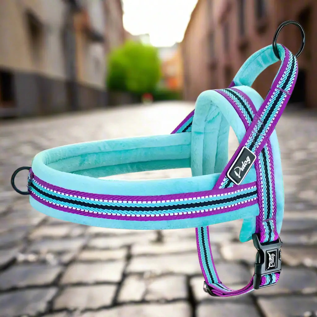 Harnais en Y : Confort coloré-ligné pour Votre Compagnon à Quatre Pattes