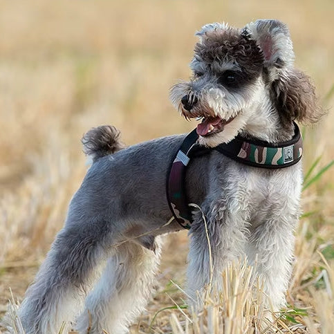 Harnais en y -  - marche idéale