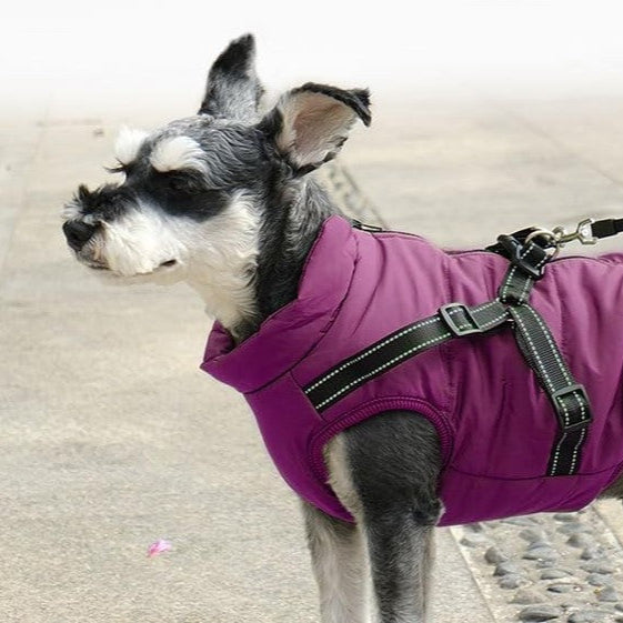 Manteau Chien: Design, confort, sécurité; Harnais intégré pour son Bien - être - www.JappyToutou.com