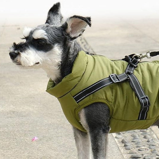 Manteau chien : Harnais Confort de couleur pour grand compagnon -www.JappyToutou.com