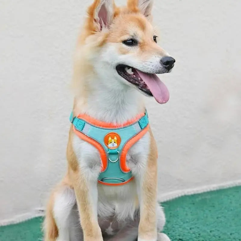 Harnais pour chien anti traction, Promenades Sereines, Solution Idéale 