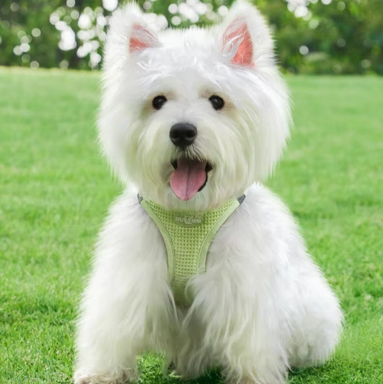 Harnais petit chien Souplesse et Confort Le meilleur pour votre animal de compagnie 
