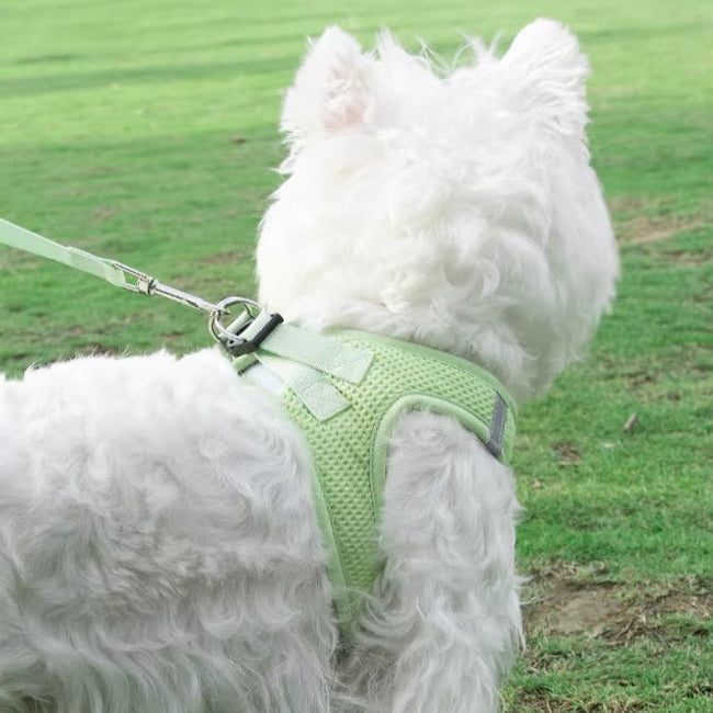 Harnais petit chien Souplesse et Confort Le meilleur pour votre animal de compagnie 