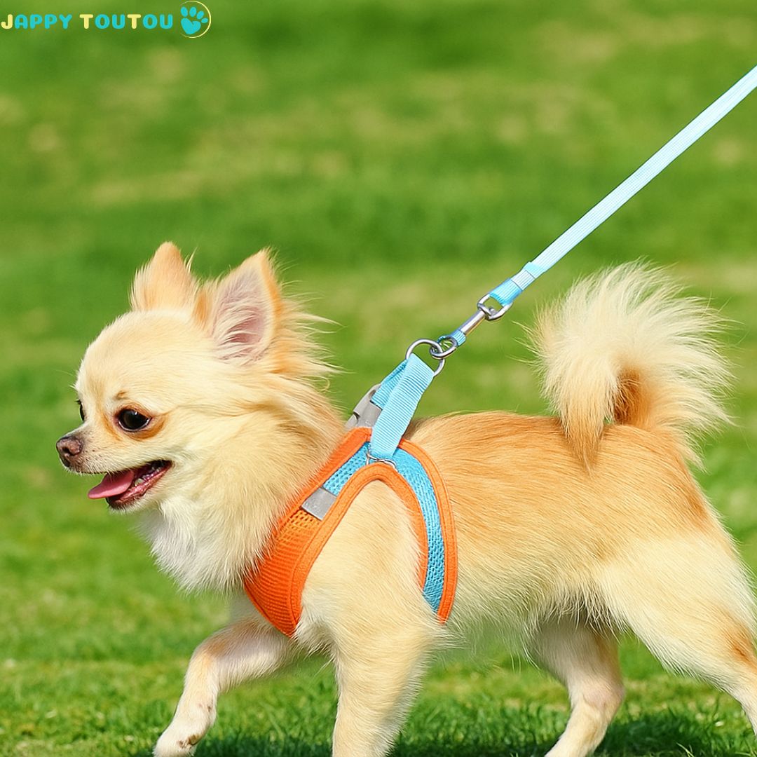 Harnais chien | ChiotGo2!™ Des promenades en toute confiance