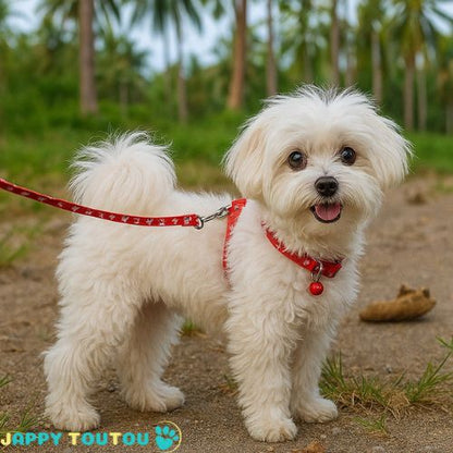Harnais pour Petit Chien – Puppy Trot 2™ : Confort, Style au Quotidien