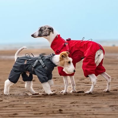 Imperméable pour chien : polyvalence pour toutes les aventures