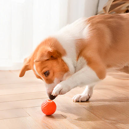 Jouet chien-BalleToc™ renforce votre lien affectif
Partagez des moments inoubliables avec votre meilleur ami
