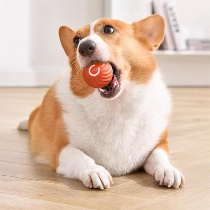 Jouet chien-BalleToc™ renforce votre lien affectif
Partagez des moments inoubliables avec votre meilleur ami