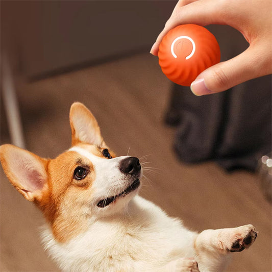 Jouet chien-BalleToc™ renforce votre lien affectif
Partagez des moments inoubliables avec votre meilleur ami