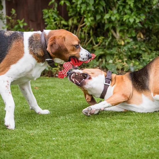 Les jouets durables avec le Jouet chien GrosMord'Corde™