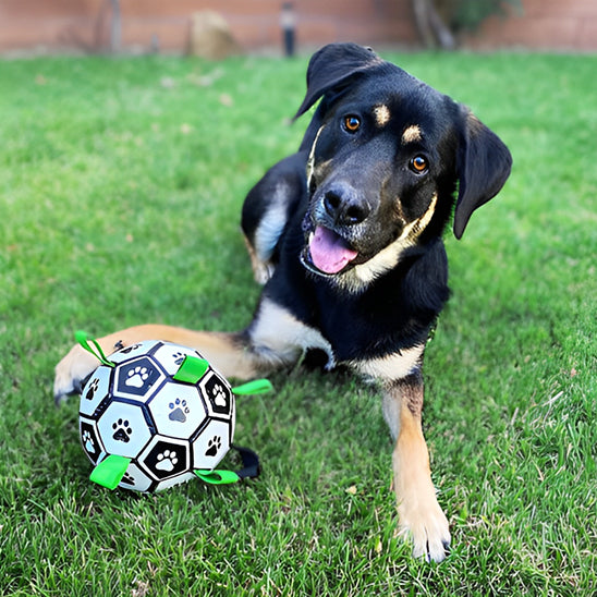 Jouet chien TruffeBall complice de jeu