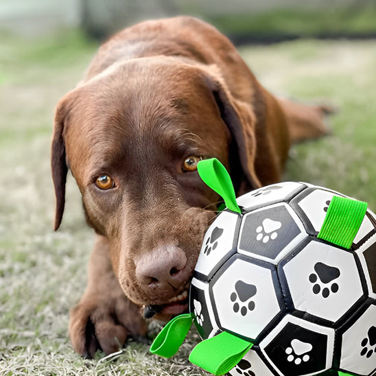 Jouet chien TruffeBall complice, n'en démord pas